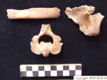 L_V20d5068 A16q98.2 R827 lR at human bones in q-lot.JPG L_V20d5068 A16q98.2 R827 lR at human bones in q-lot